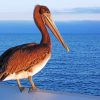 Pelican Bird Diamond Paintings