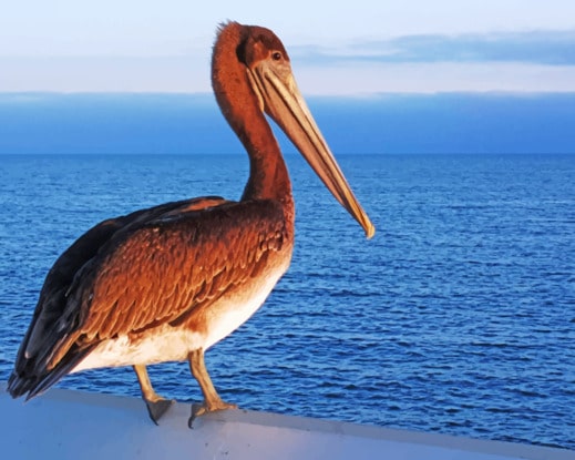 Pelican Bird Diamond Paintings