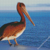 Pelican Bird Diamond Paintings