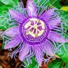 Purple Passion Flower Diamond Paintings