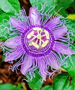 Purple Passion Flower Diamond Paintings