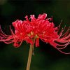 Red Spider Lily Flower Diamond Paintings