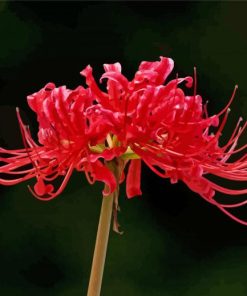 Red Spider Lily Flower Diamond Paintings