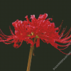 Red Spider Lily Flower Diamond Paintings