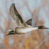 Flying Northern Pintail Diamond Paintings