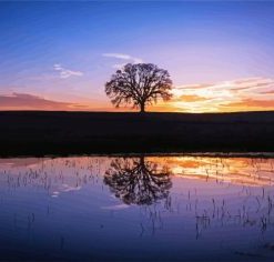 Silhouette Tree By Water At Sunset aDiamond Paintings