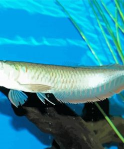 The Arowana Fish Diamond Paintings