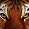 Tiger Eyes Animal Diamond Paintings