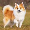 Adorable Icelandic Sheepdog Diamond Paintings