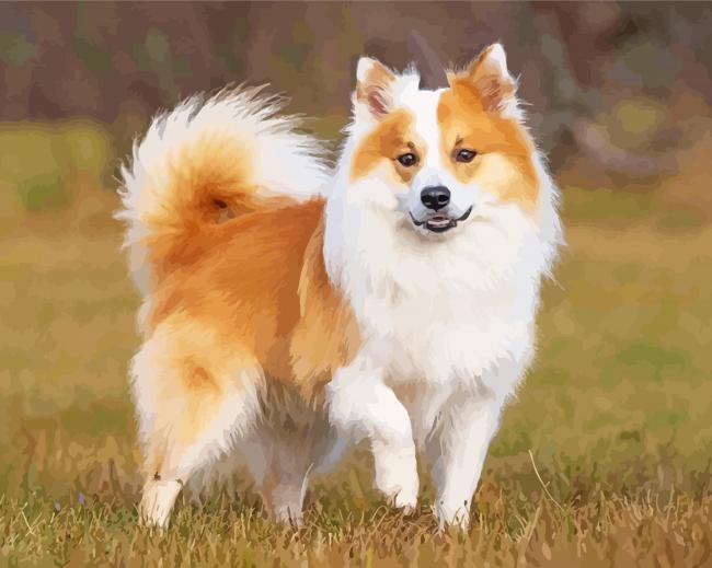 Adorable Icelandic Sheepdog Diamond Paintings