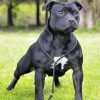 Aesthetic Black Staffy Diamond Paintings