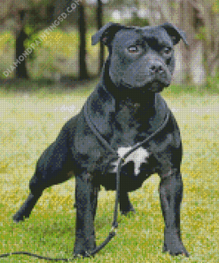 Aesthetic Black Staffy Diamond Paintings