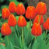 Aesthetic Orange Tulips Diamond Paintings