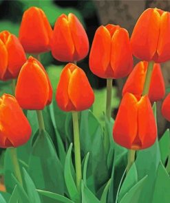 Aesthetic Orange Tulips Diamond Paintings