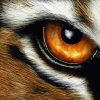 Aesthetic Tiger Eyes Art Diamond Paintings