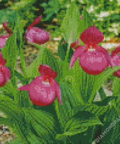 Aesthetic Lady Slipper Diamond Paintings