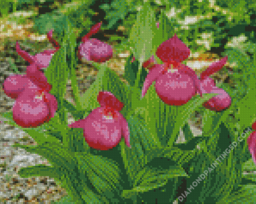 Aesthetic Lady Slipper Diamond Paintings