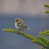 Bird On Balsam Fir Diamond Paintings