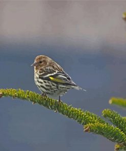 Bird On Balsam Fir Diamond Paintings