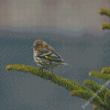 Bird On Balsam Fir Diamond Paintings