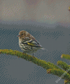 Bird On Balsam Fir Diamond Paintings