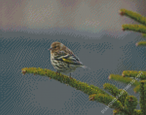 Bird On Balsam Fir Diamond Paintings