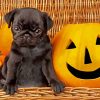 Black Halloween Pug Diamond Paintings