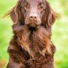 Brown Flat Coated Retriever Diamond Paintings