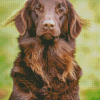 Brown Flat Coated Retriever Diamond Paintings