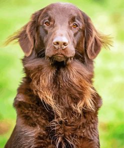 Brown Flat Coated Retriever Diamond Paintings