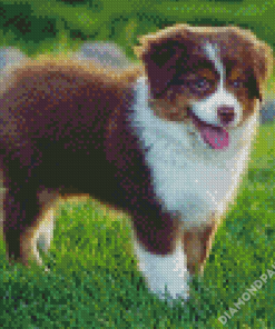 Brown Toy Aussie Diamond Paintings