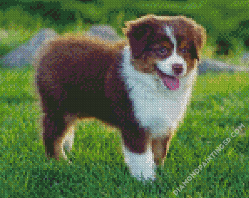 Brown Toy Aussie Diamond Paintings