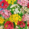 Colorful Allium Flowers Diamond Paintings