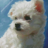 Cute Maltese Dog Puppy Diamond Paintings