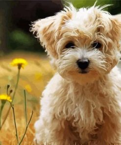 Cute Morkie Diamond Paintings