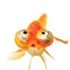 Funny Gold Fish Diamond Paintings