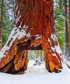 Giant Sequio In Winter Diamond Paintings