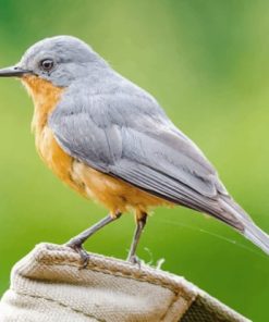 Gray And Brown Bird On Brown Log Diamond Paintings