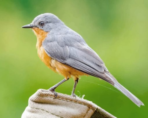 Gray And Brown Bird On Brown Log Diamond Paintings