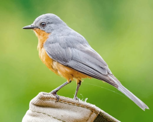 Gray And Brown Bird On Brown Log Diamond Paintings