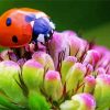 Ladybeetle On Flower Diamond Paintings