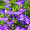 Lobelia Flowers Diamond Paintings