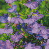 Lobelia Flowers Diamond Paintings