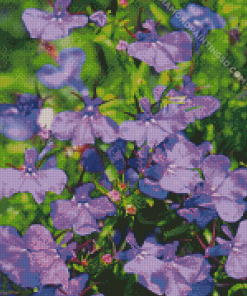 Lobelia Flowers Diamond Paintings