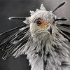 Monochrome The Secretarybird Diamond Paintings