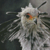 Monochrome The Secretarybird Diamond Paintings