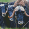 Muskox Animal Diamond Paintings