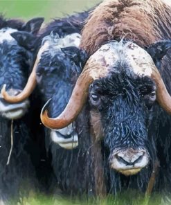 Muskox Animal Diamond Paintings