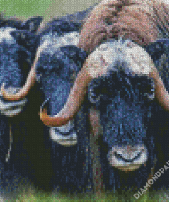 Muskox Animal Diamond Paintings