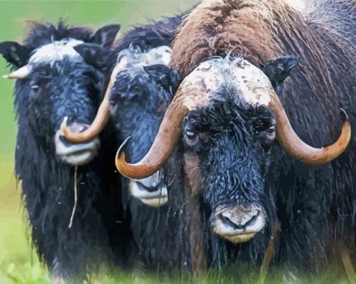 Muskox Animal Diamond Paintings